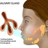 Saliva Glands